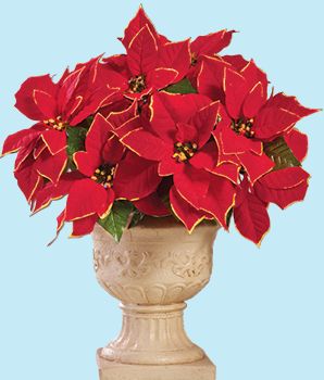 Poinsettia Decorations