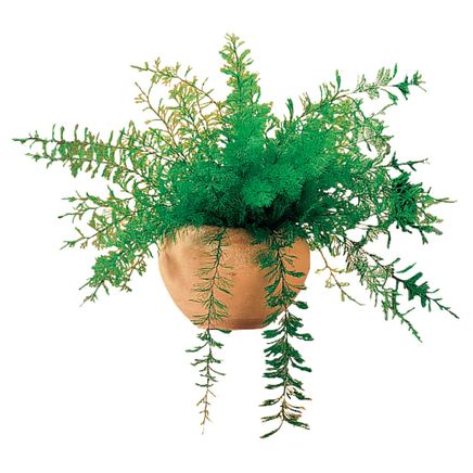 Mysterious Air Fern®-310787