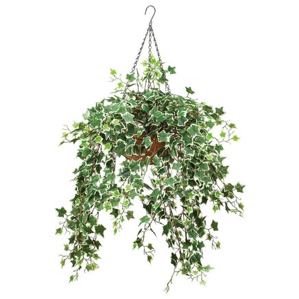 Fully Assembled Ivy Hanging Basket by OakRidge™-378766