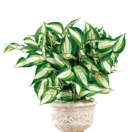 Set of 3 Hosta Bushes-379544
