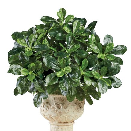 Schefflera  Bushes, Set of 3-379585