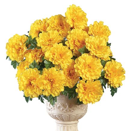 Set of 3 Zinnia Bushes-379597