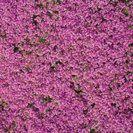 Creeping Thyme Ground Cover Mat-379604
