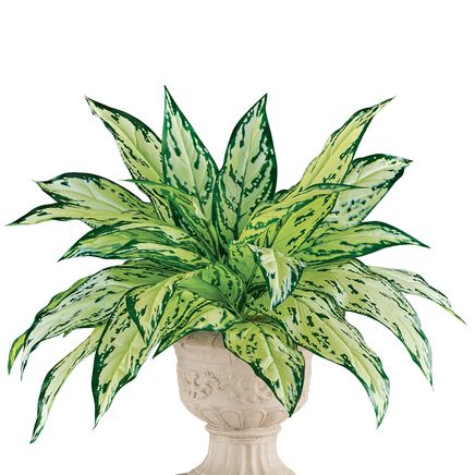 Dieffenbachia Bushes, Set of 2-379621