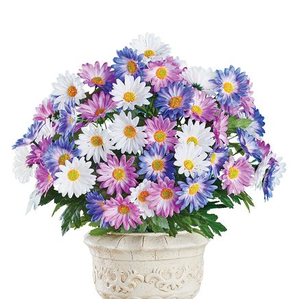 Grecian Windflower Bushes, Set 3-379718