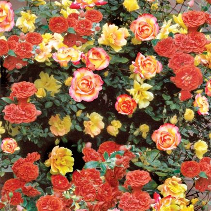 Climbing Joseph's Coat Rose-379789