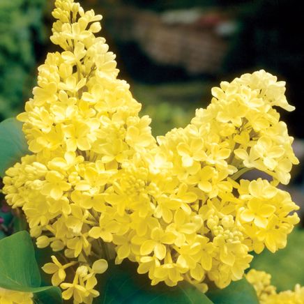 Primrose Lilac-379790