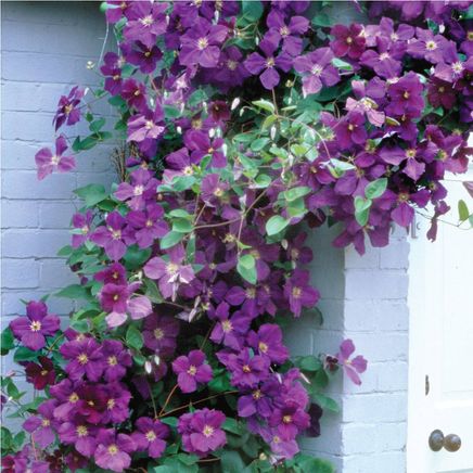 Jackmani Clematis-379791