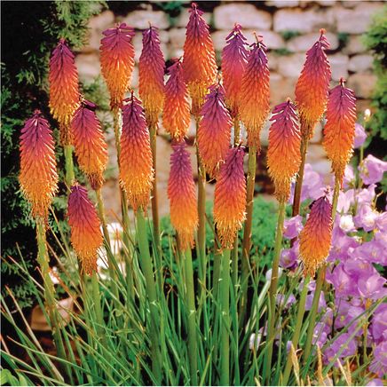 Rainbow Torch Lily-379792