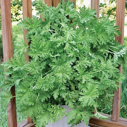 Mosquito Plant-379793