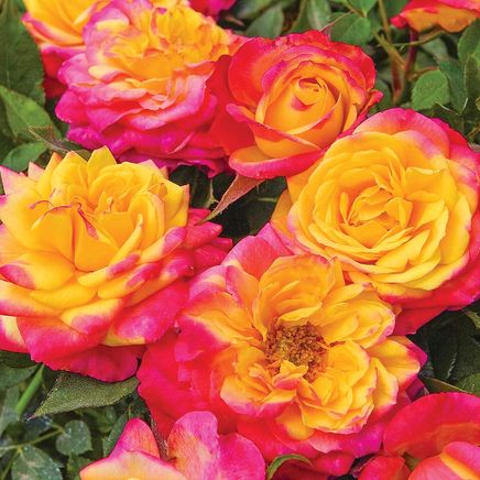 Rainbow Mini Rose-379796