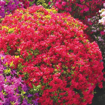 Azalea Duo, Set of 2-380208