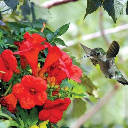 Hot Lips Trumpet Vine, Set of 2-380209