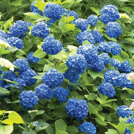 Hydrangea Duo, Set of 2-380210