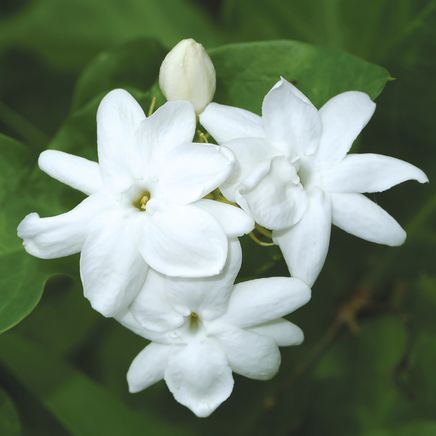 Sambac Jasmine, Set of 2-380211