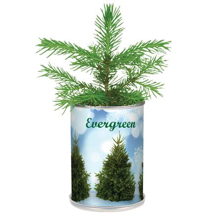 Evergreen Christmas Tree In A Can-380465