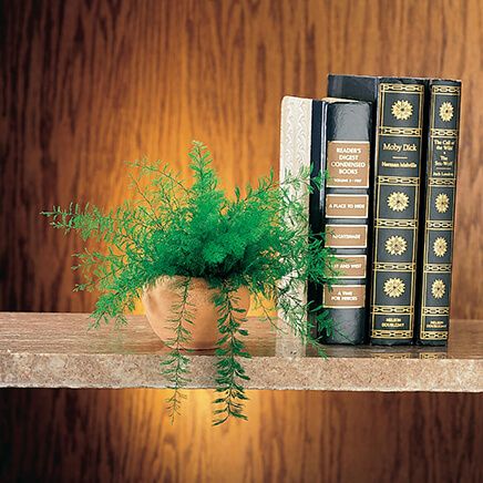 Mysterious Air Fern®-310787