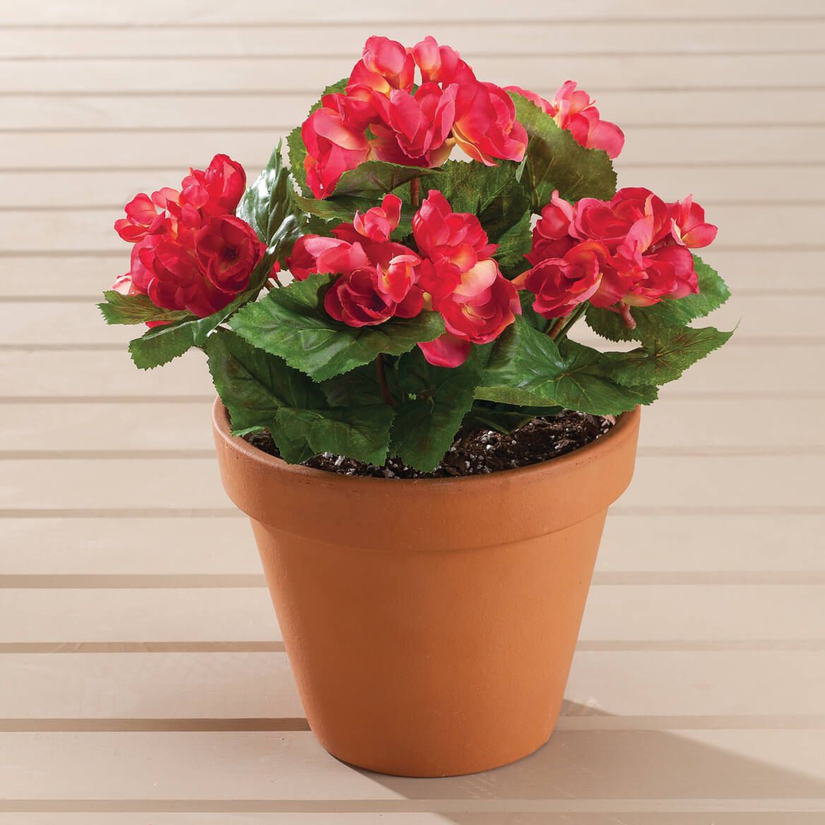 Begonia Bush by OakRidge™ + '-' + 348018