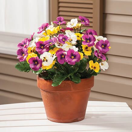 Pansy Bushes, Set of 3 by OakRidge™-364118