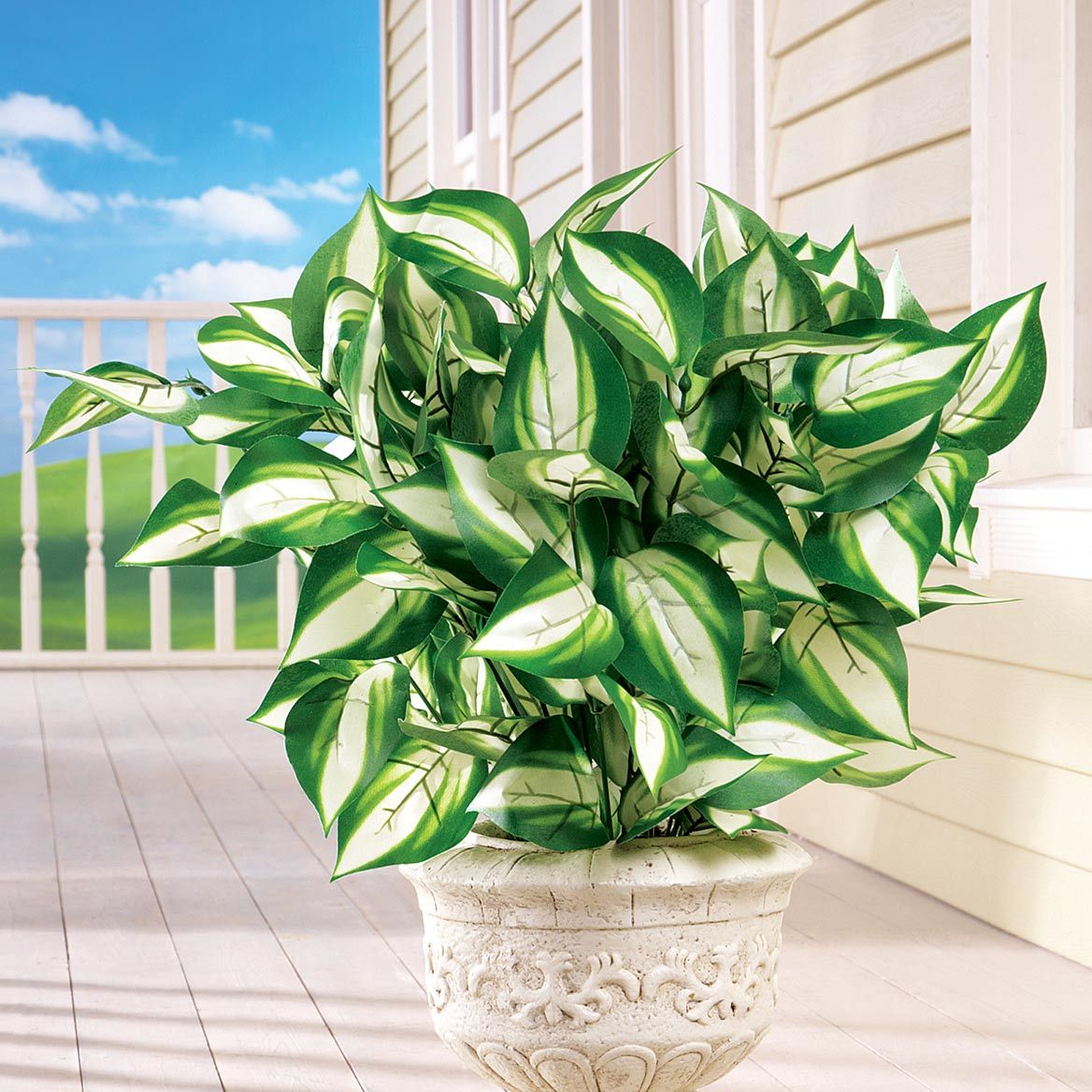 Set of 3 Hosta Bushes + '-' + 379544