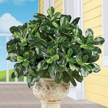 Schefflera  Bushes, Set of 3-379585