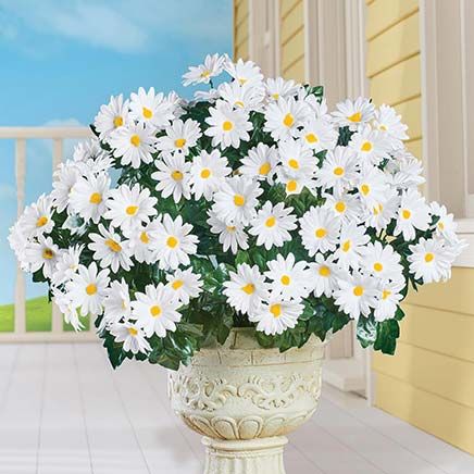 Daisy Bushes, Set of 3-379586
