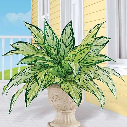 Dieffenbachia Bushes, Set of 2-379621