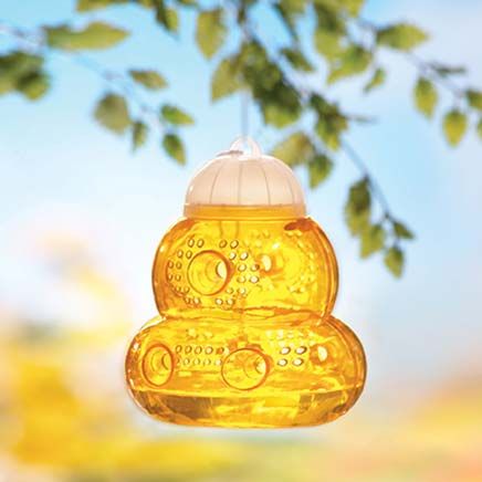 Wasp Trap-379670