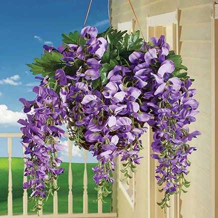 Wisteria Bushes-379687