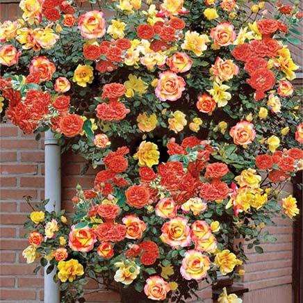 Climbing Joseph's Coat Rose-379789