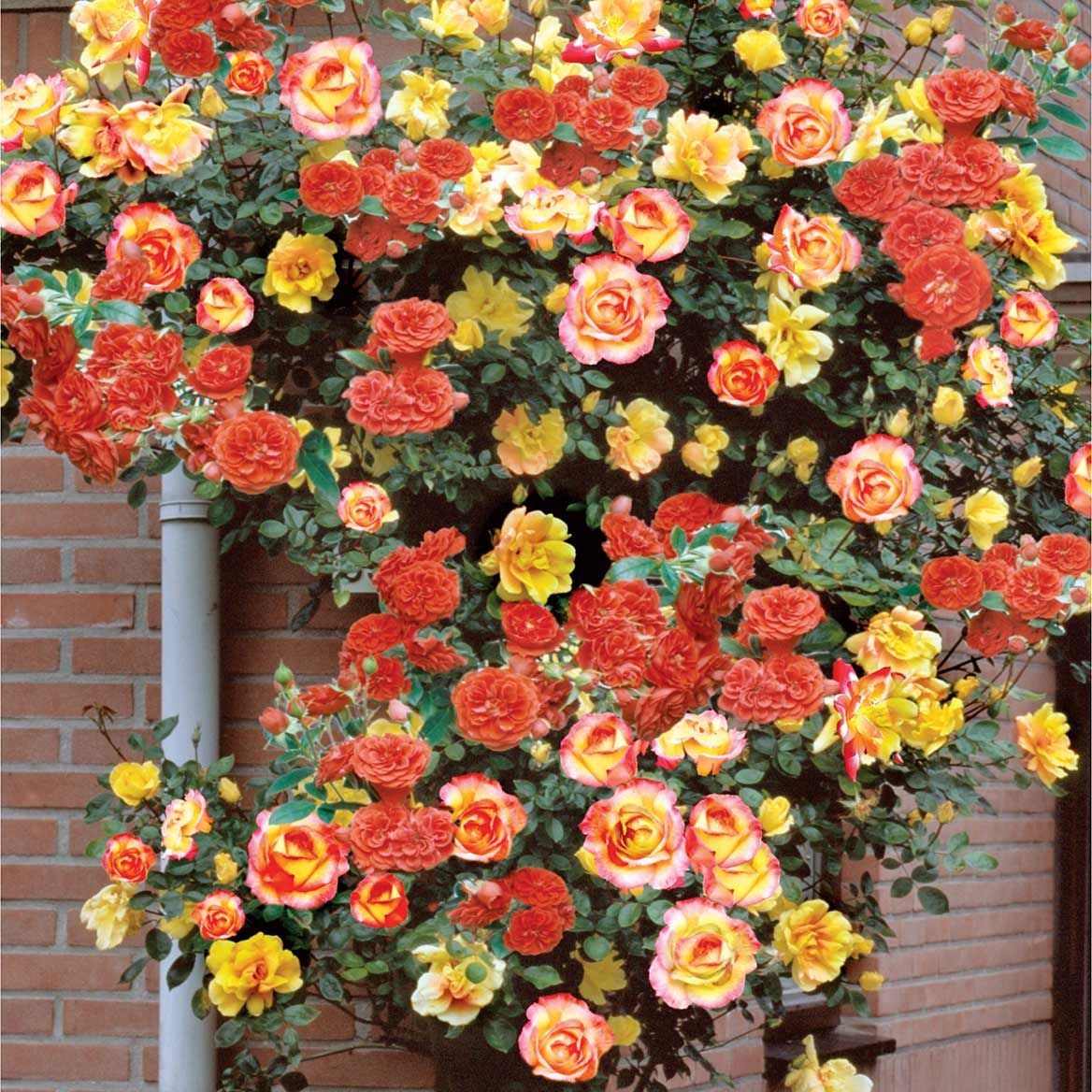 Climbing Joseph's Coat Rose + '-' + 379789