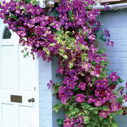 Jackmani Clematis-379791