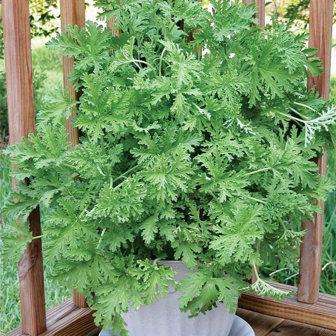 Mosquito Plant + '-' + 379793