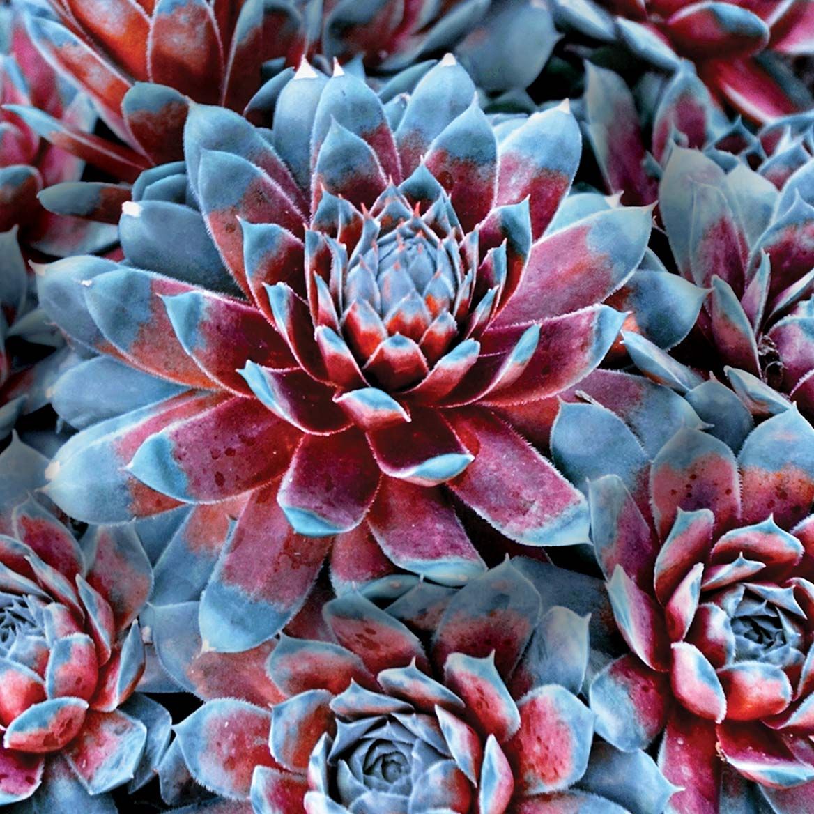 Patriot Hens & Chicks + '-' + 379794