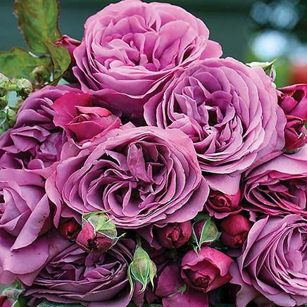 Plum Perfect Rose-379795