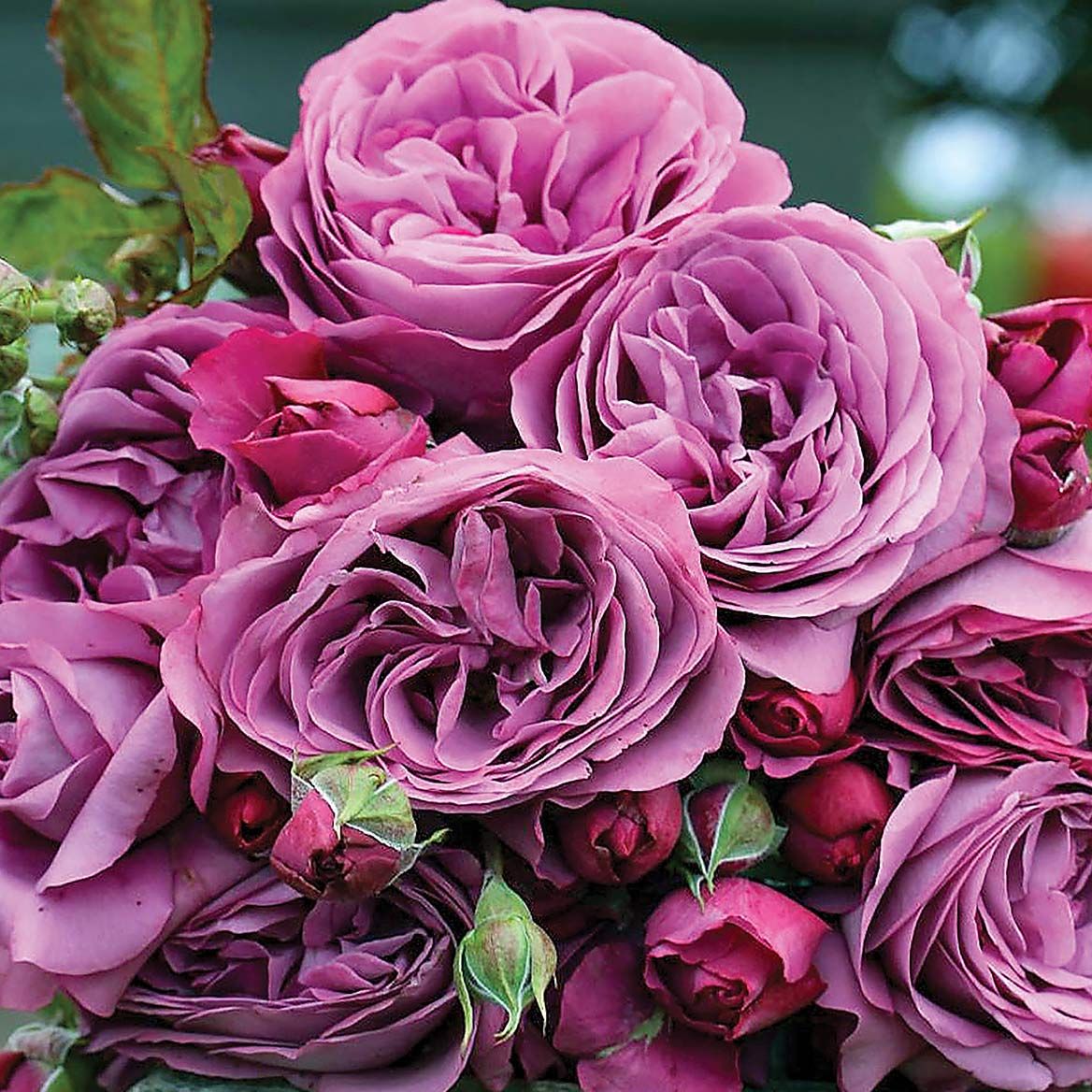 Plum Perfect Rose + '-' + 379795