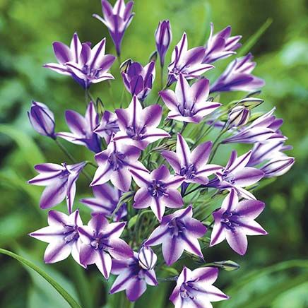Lavender Starflower, 25 Bulbs-379797