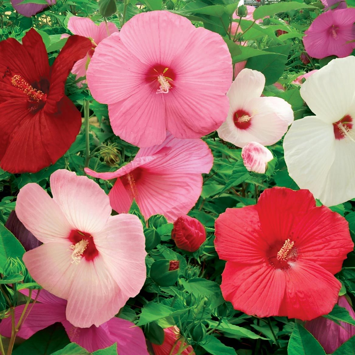 Hardy Giant Hibiscus + '-' + 379798