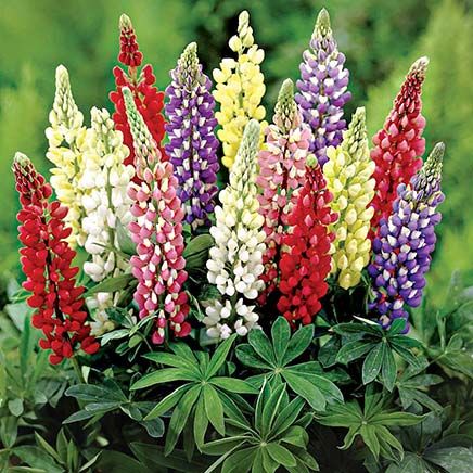 Mixed Lupines-379800