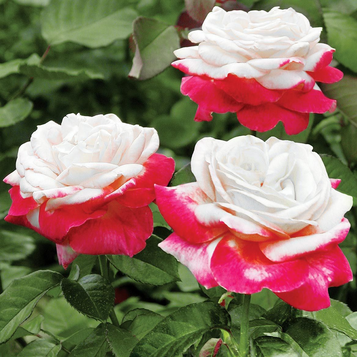 Fire N' Ice Rose + '-' + 379889