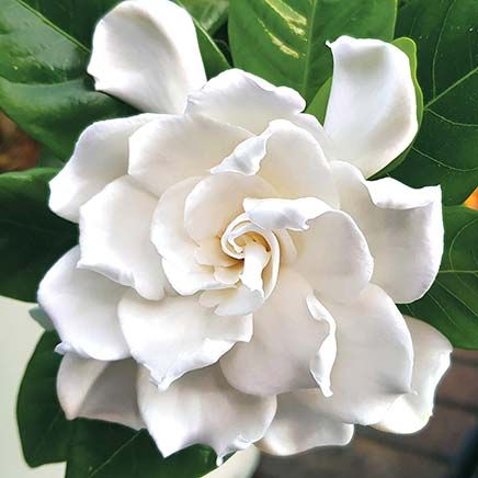 Aimee Gardenia-379890