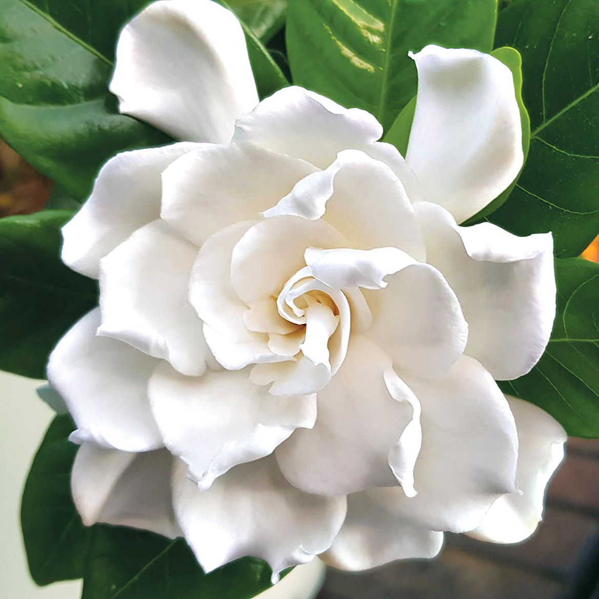 Aimee Gardenia + '-' + 379890