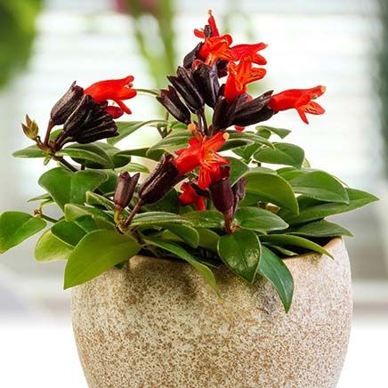 Lipstick Plants, Set of 2-380207