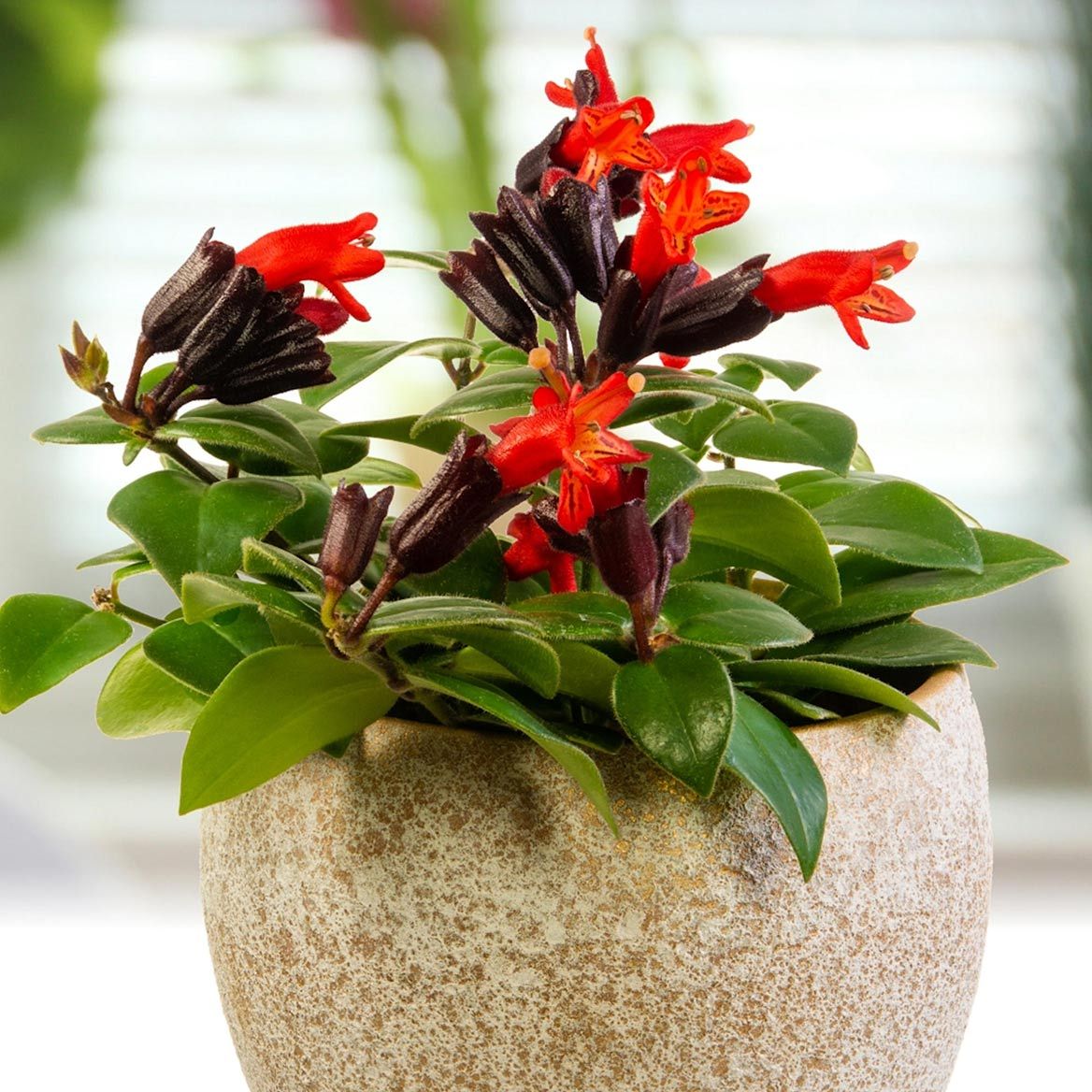 Lipstick Plants, Set of 2 + '-' + 380207
