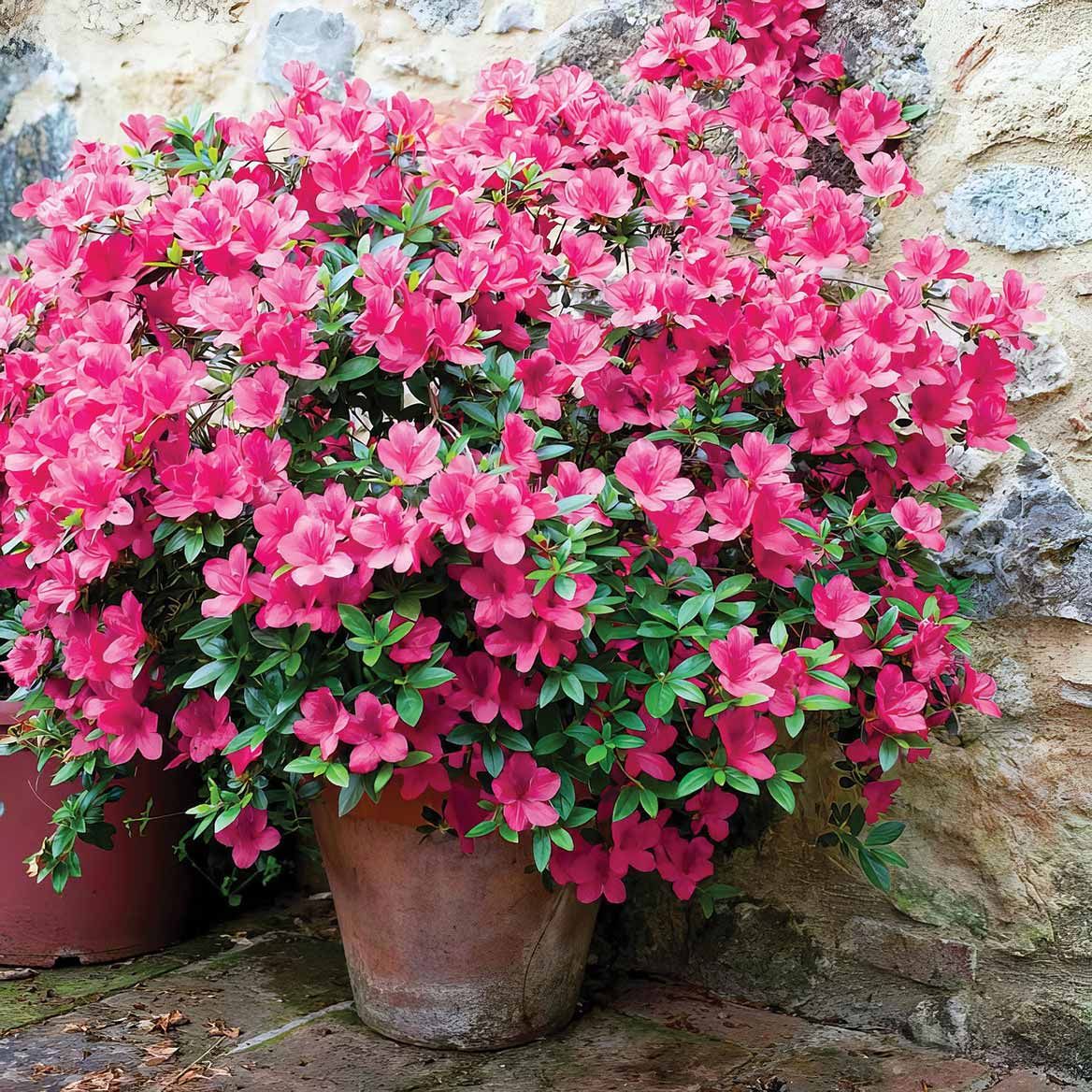 Azalea Duo, Set of 2 + '-' + 380208