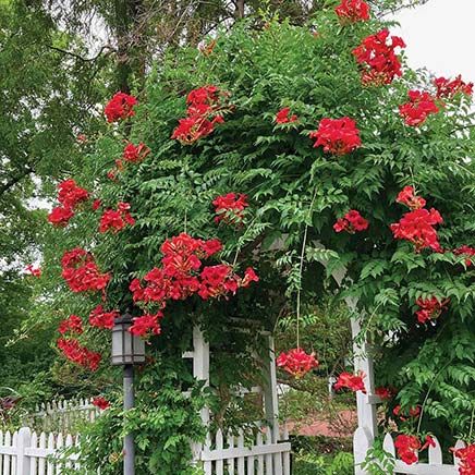 Hot Lips Trumpet Vine, Set of 2-380209