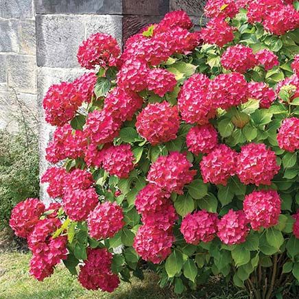 Hydrangea Duo, Set of 2-380210