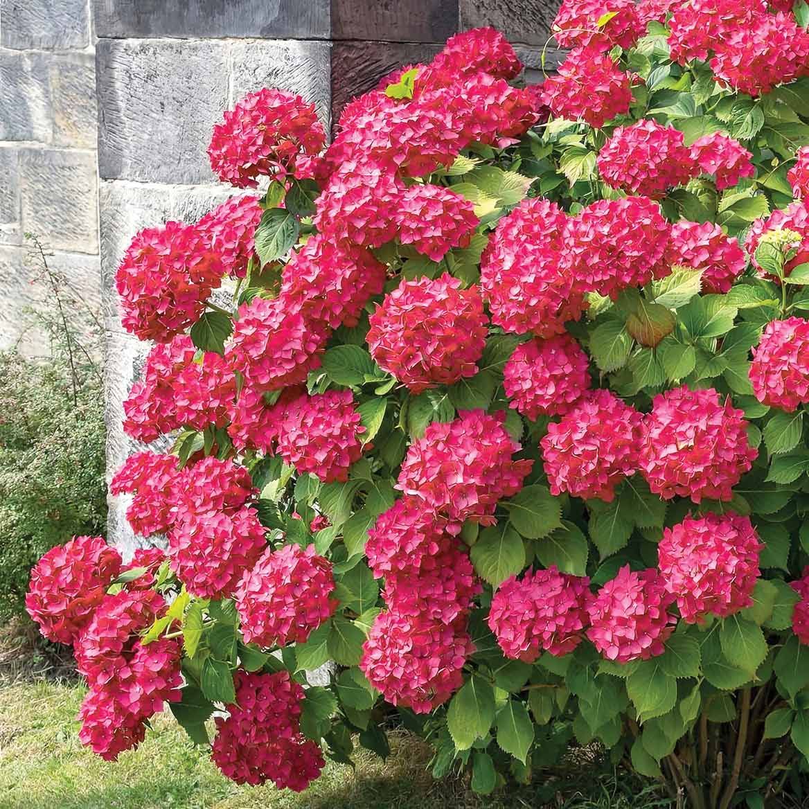 Hydrangea Duo, Set of 2 + '-' + 380210