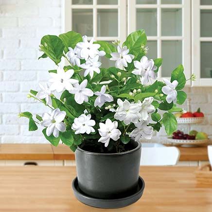 Sambac Jasmine, Set of 2-380211