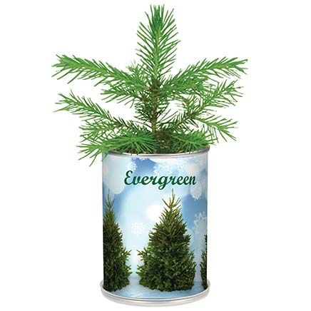 Evergreen Christmas Tree In A Can-380465